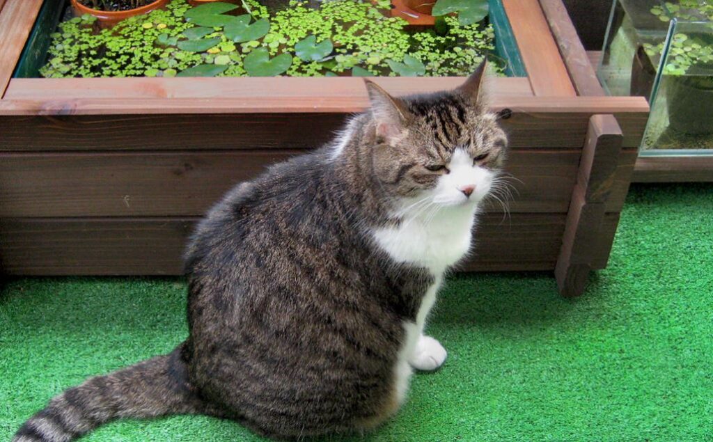 ベランダの猫ちゃん