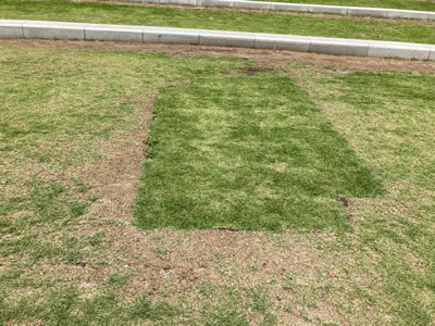 枯れた個所に芝を植えている