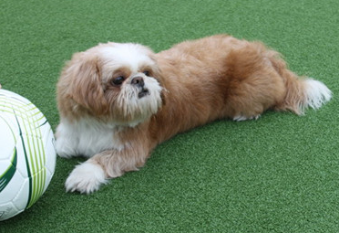 人工芝とわんちゃん