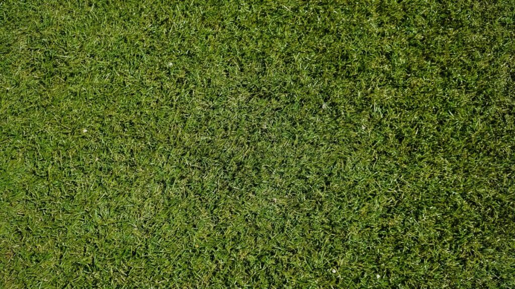 人工芝にカビが発生する条件