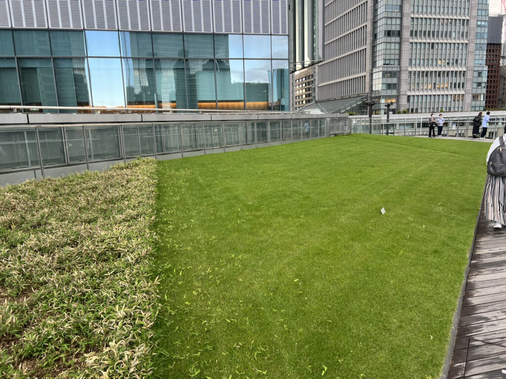 見るだけの天然芝