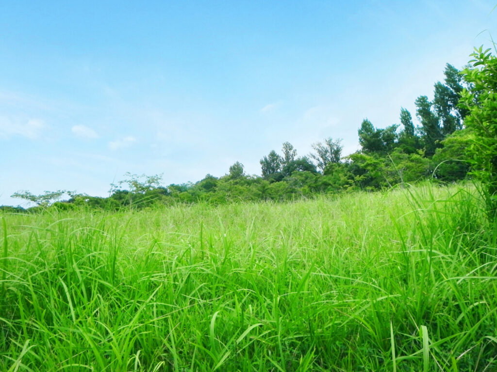 天然芝イメージ