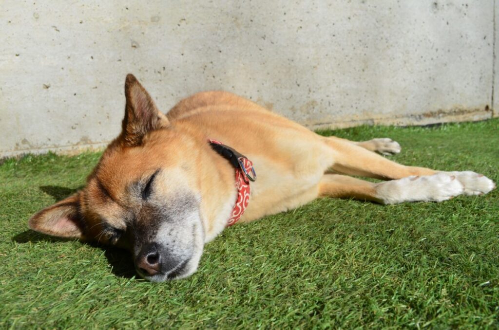 ペットのために人工芝を敷くデメリット