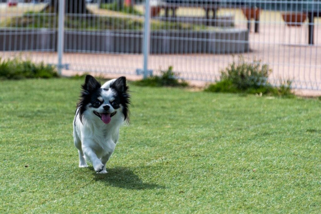 ペット用人工芝の選び方