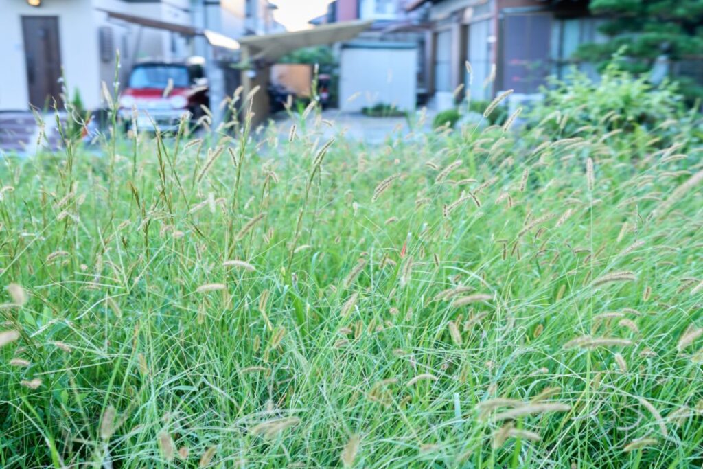 庭の雑草のお悩み