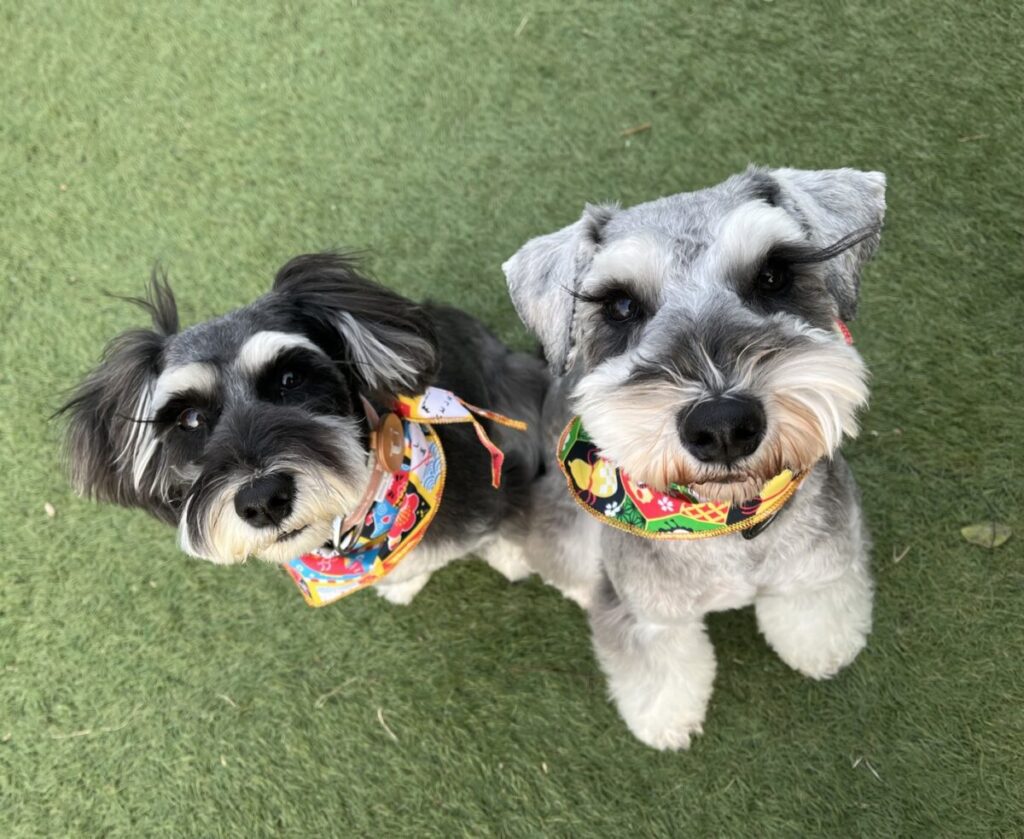 犬は人工芝が痛い？