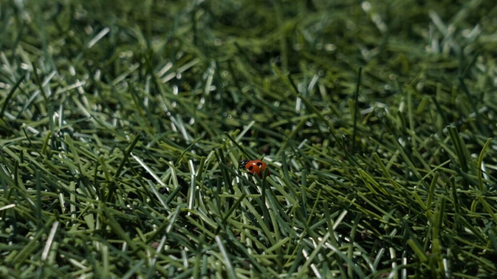 芝生に虫