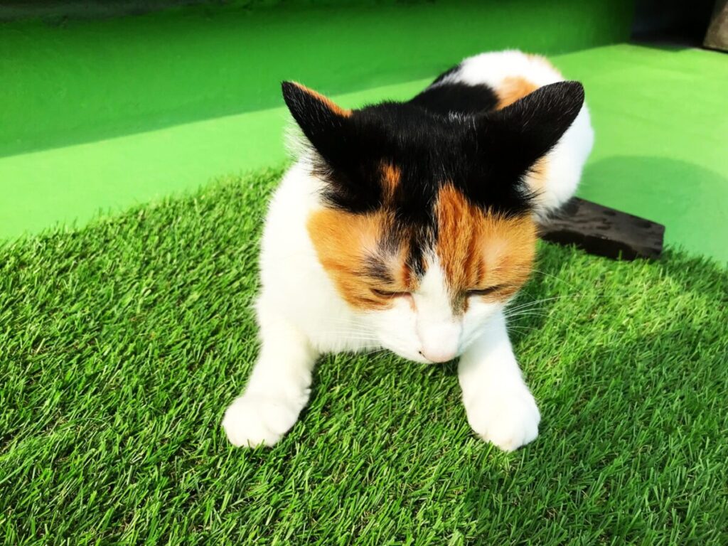 人工芝の猫よけ対策