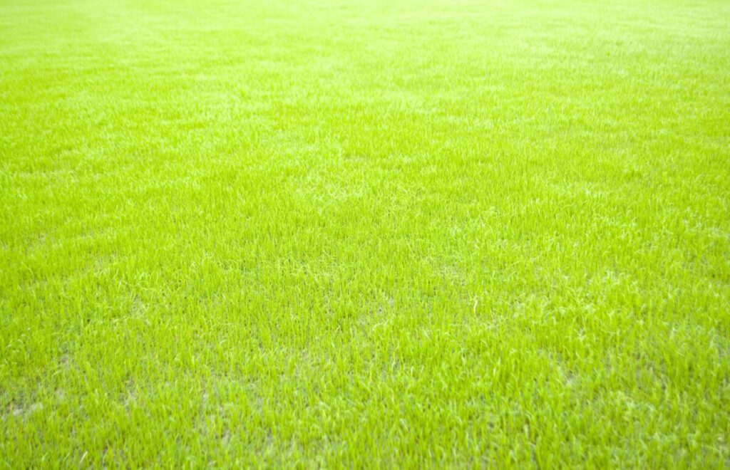 春色の人工芝