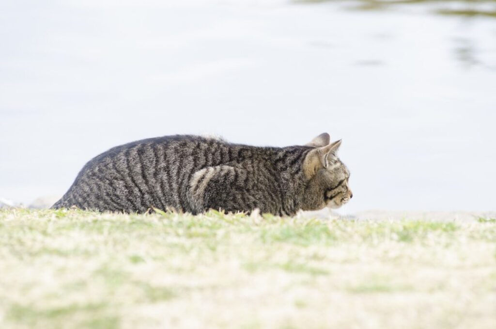 人工芝の掃除方法