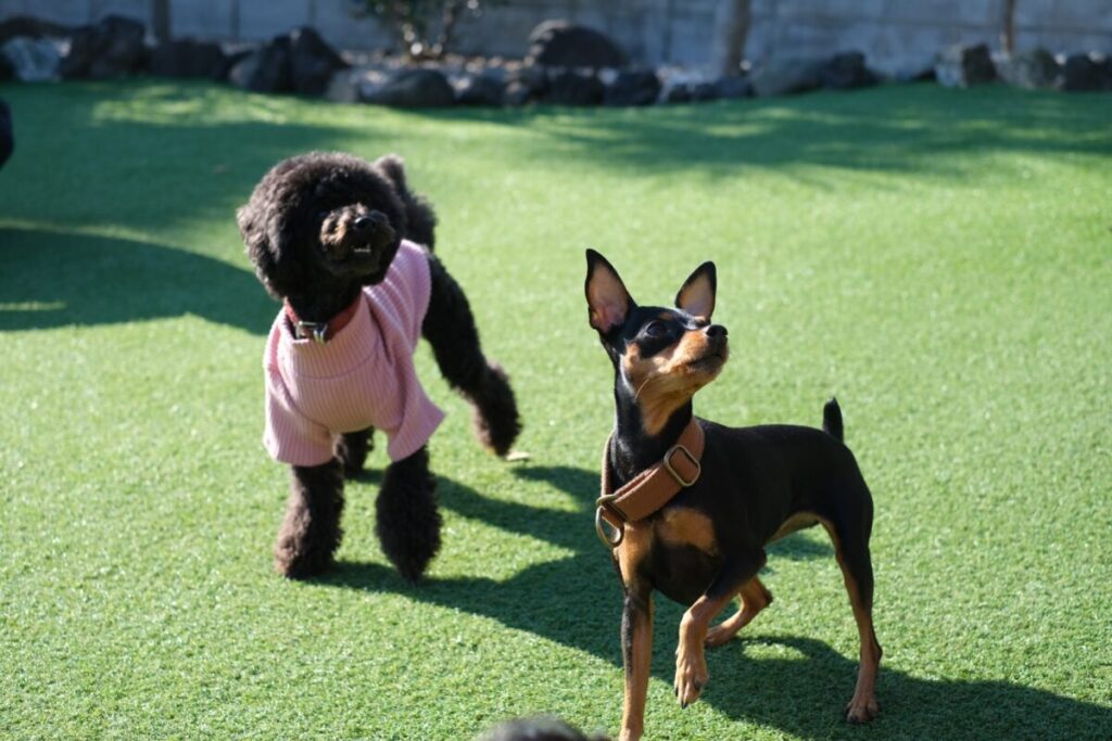 ドッグランに必要な資材