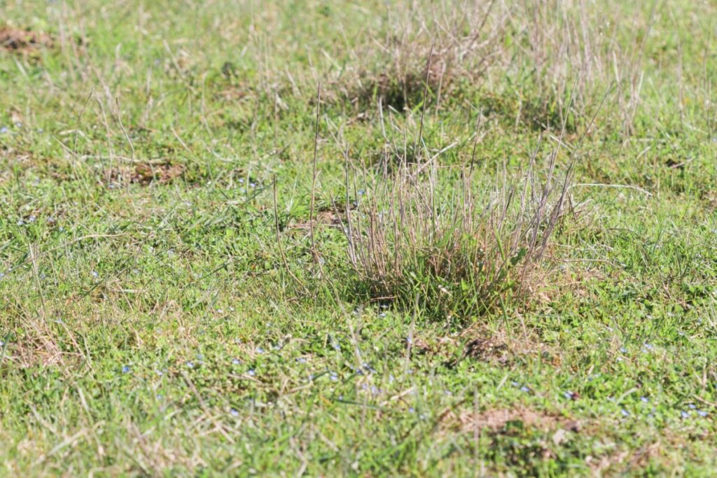 ほったらかしの芝生