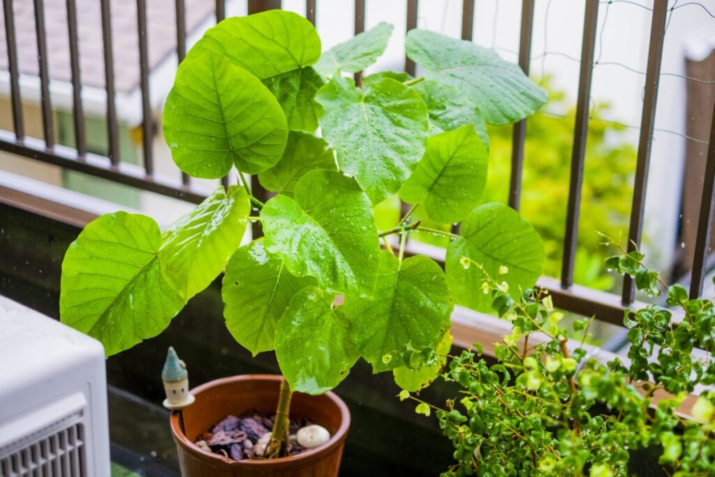 おしゃれなベランダ