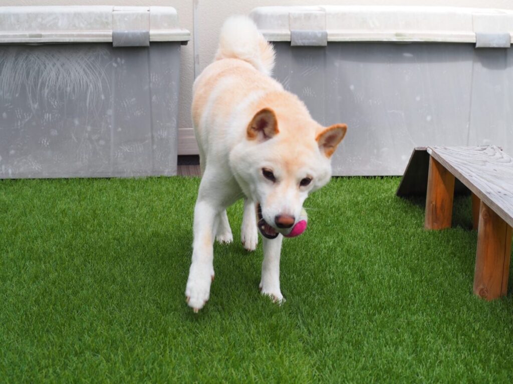 広いベランダに人工芝