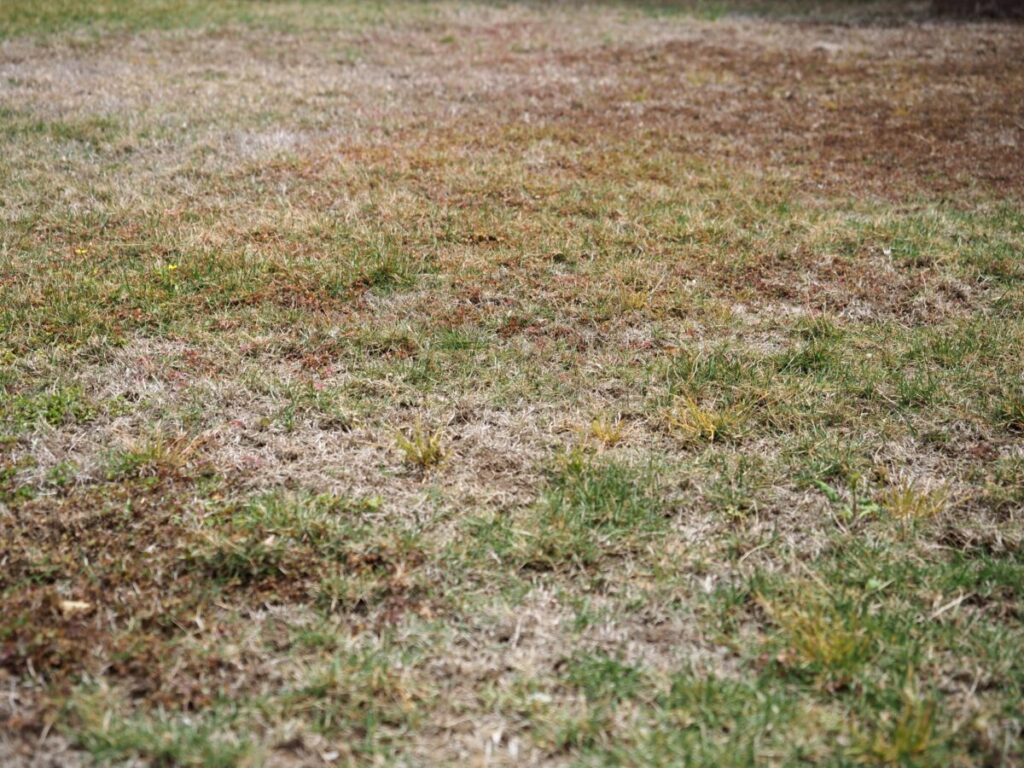 芝生をほったらかした場合どうなる?