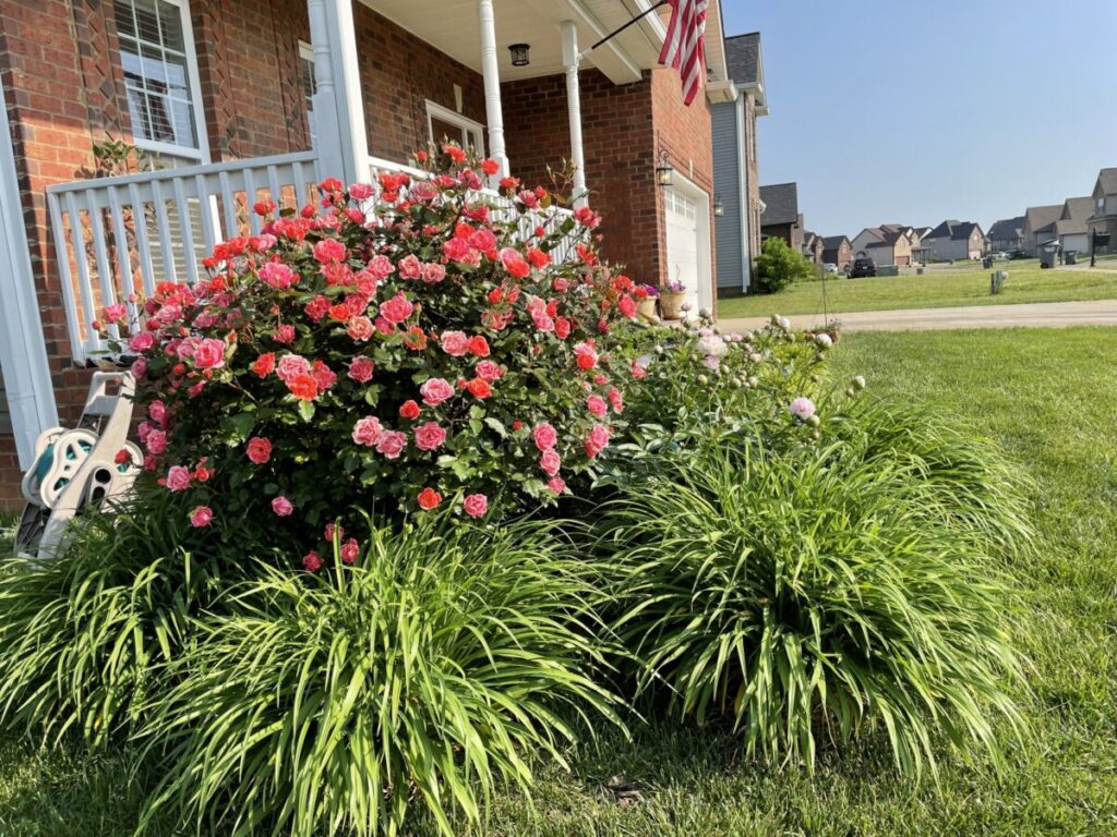 ノーメンテナンスな庭づくり