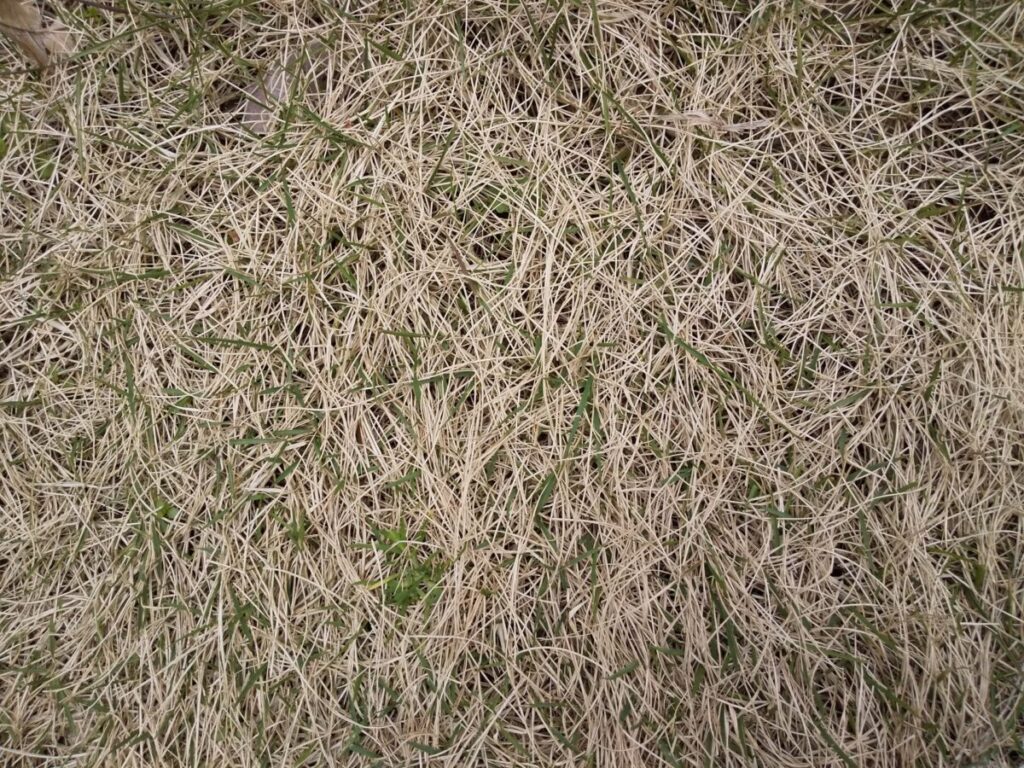枯れた芝生