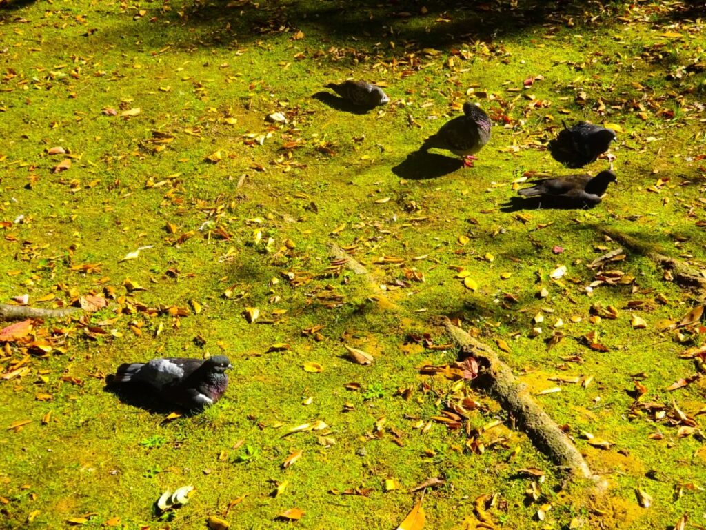 人工芝の鳥のフンの影響