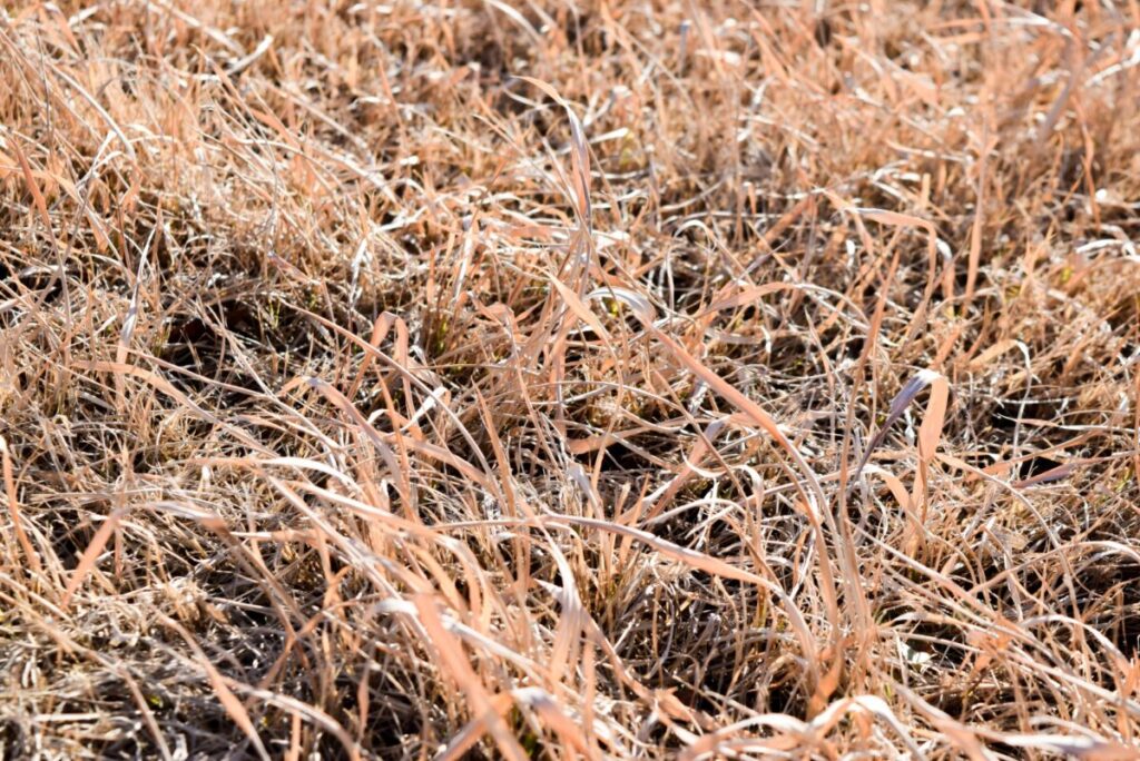 枯れた芝生