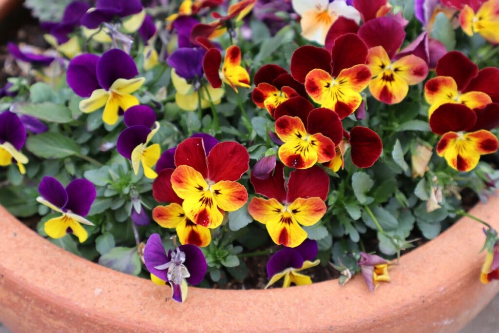 ベランダガーデニングをやめたい理由