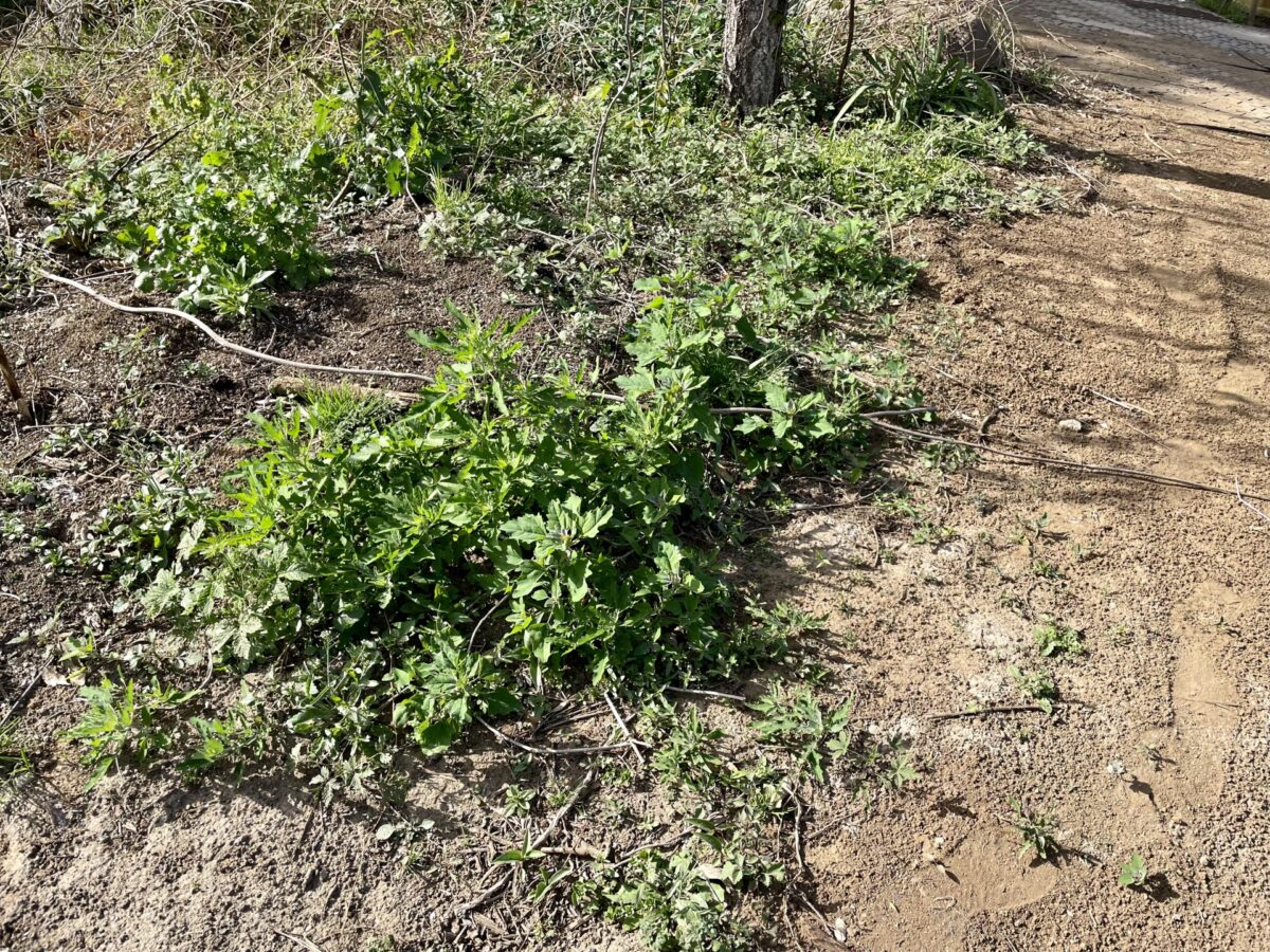 雑草はなぜ生える