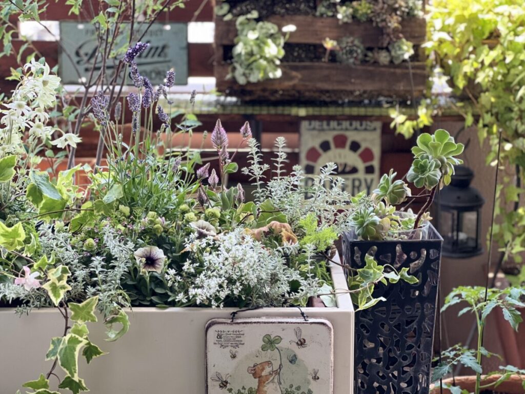 ベランダでガーデニング