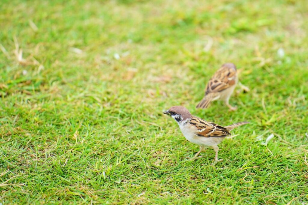人工芝の鳥のフンの対処法