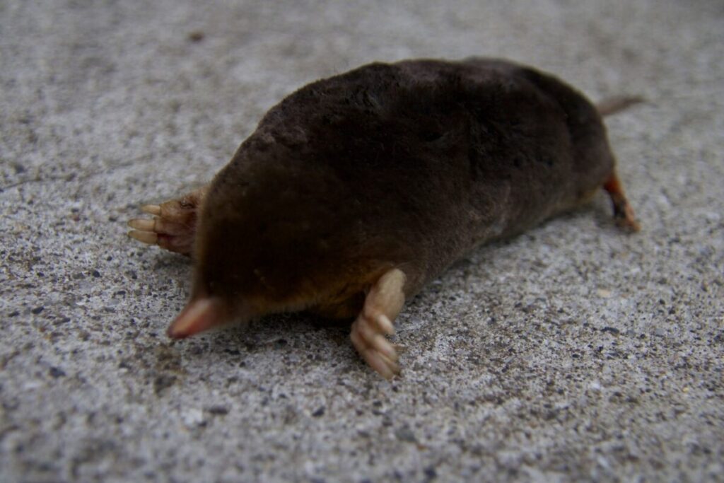 もぐらが人工芝に与える原因