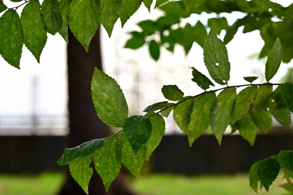 人工芝がおすすめの理由