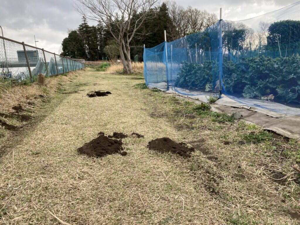 もぐらの対策方法