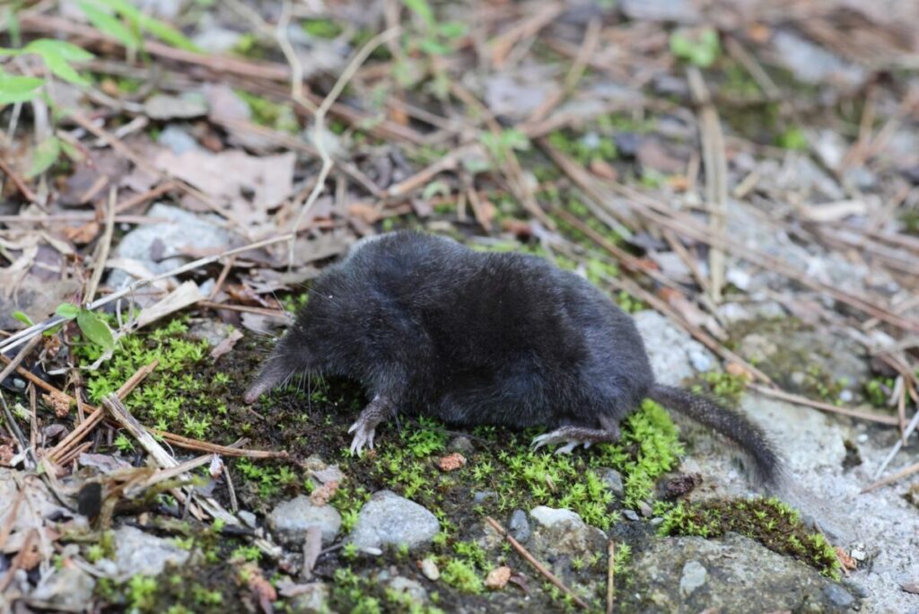 もぐらが出る原因や生態