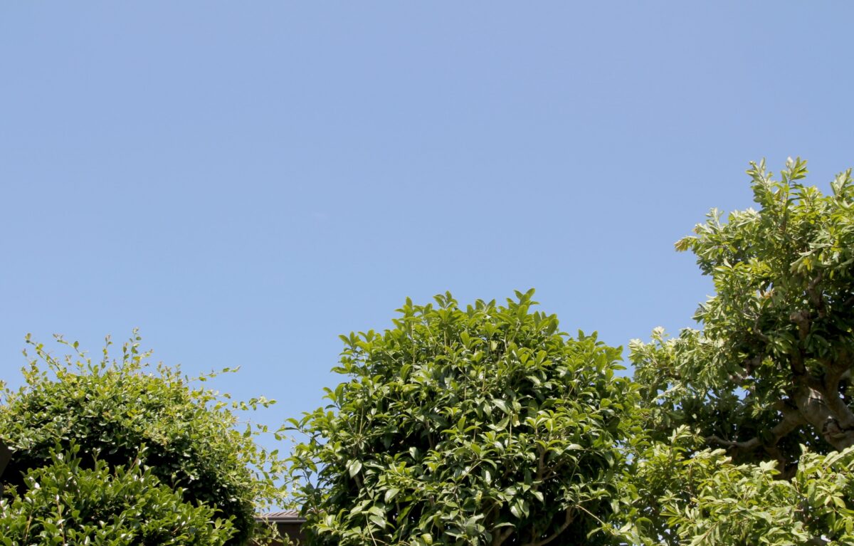 雑木の庭づくりにおすすめの樹木