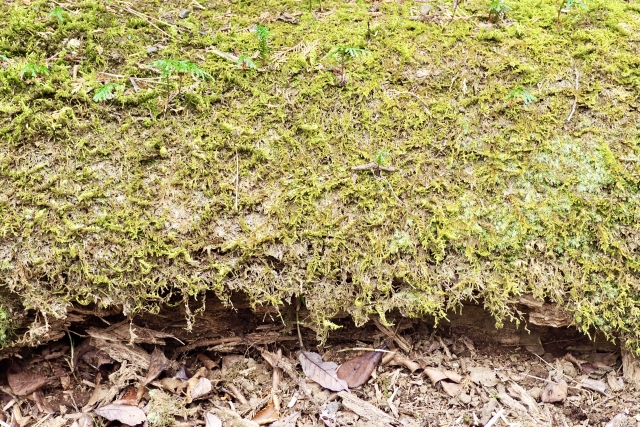 苔が生えて汚くなることも