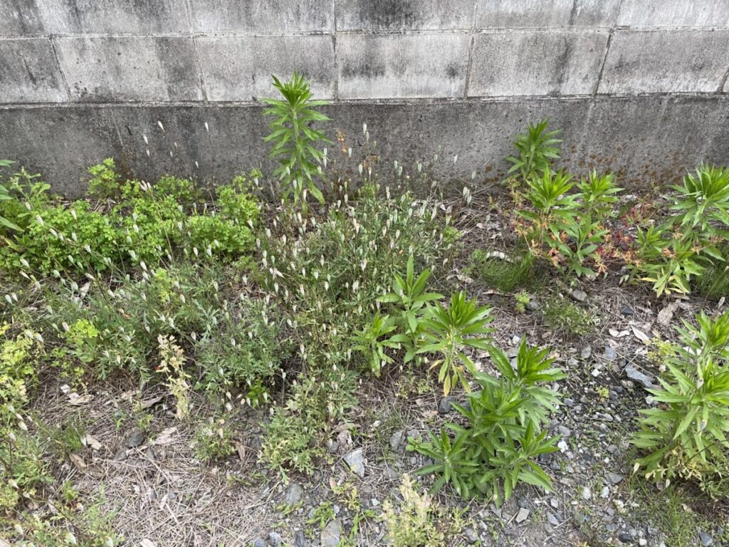 雑草対策