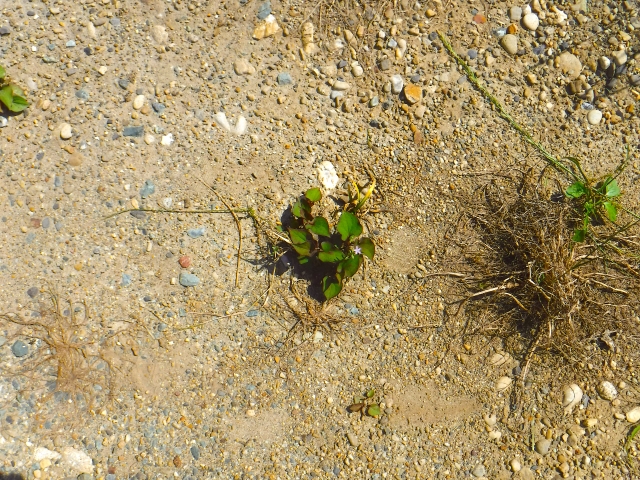 雑草が生えにくくなる