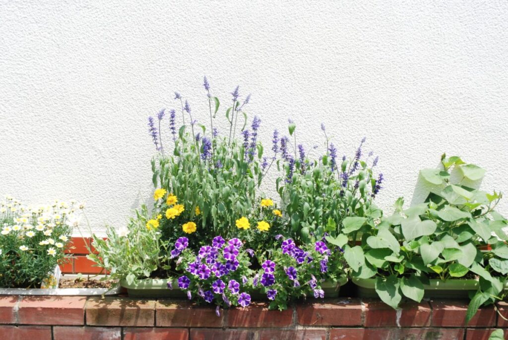レンガの花壇