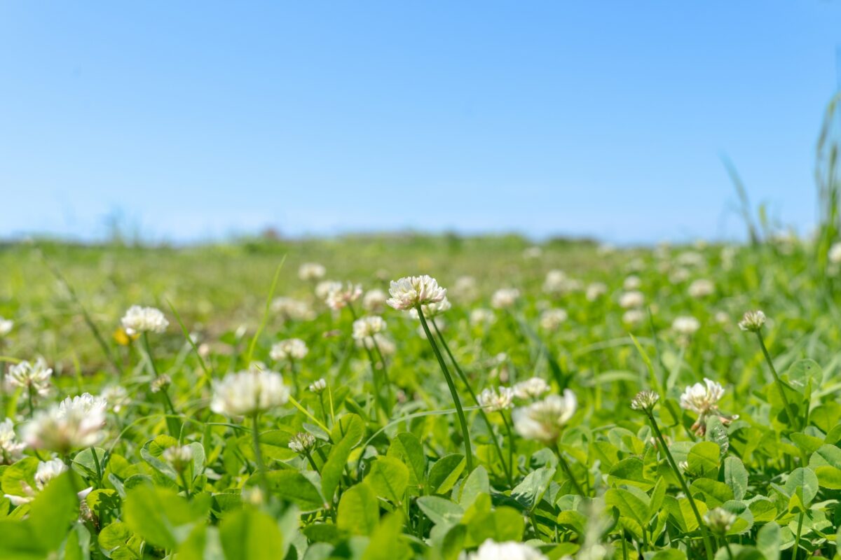 クローバーのデメリット