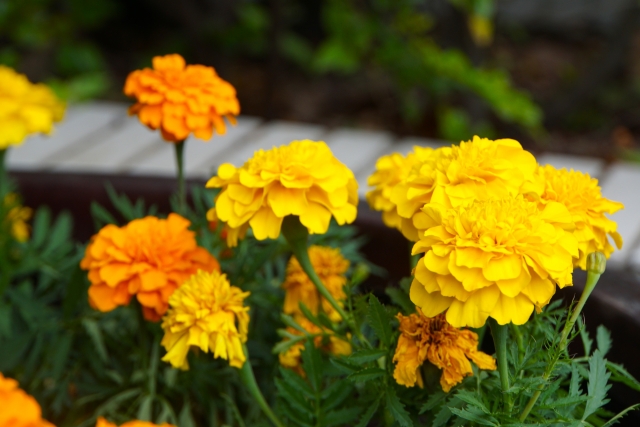 マリーゴールド
