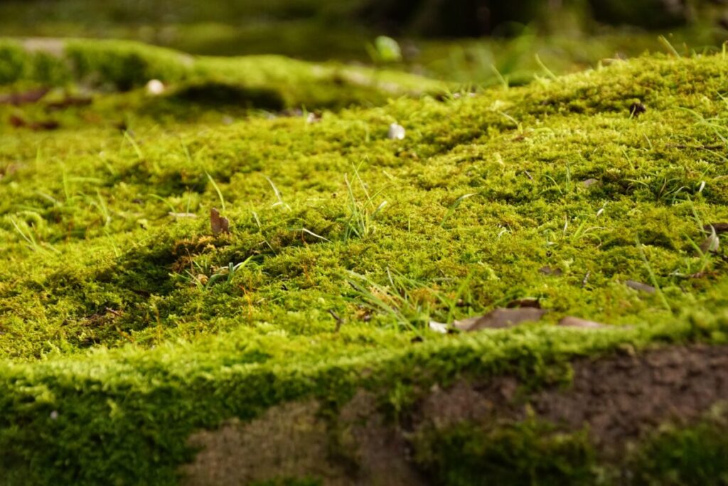 芝生のコケの対策