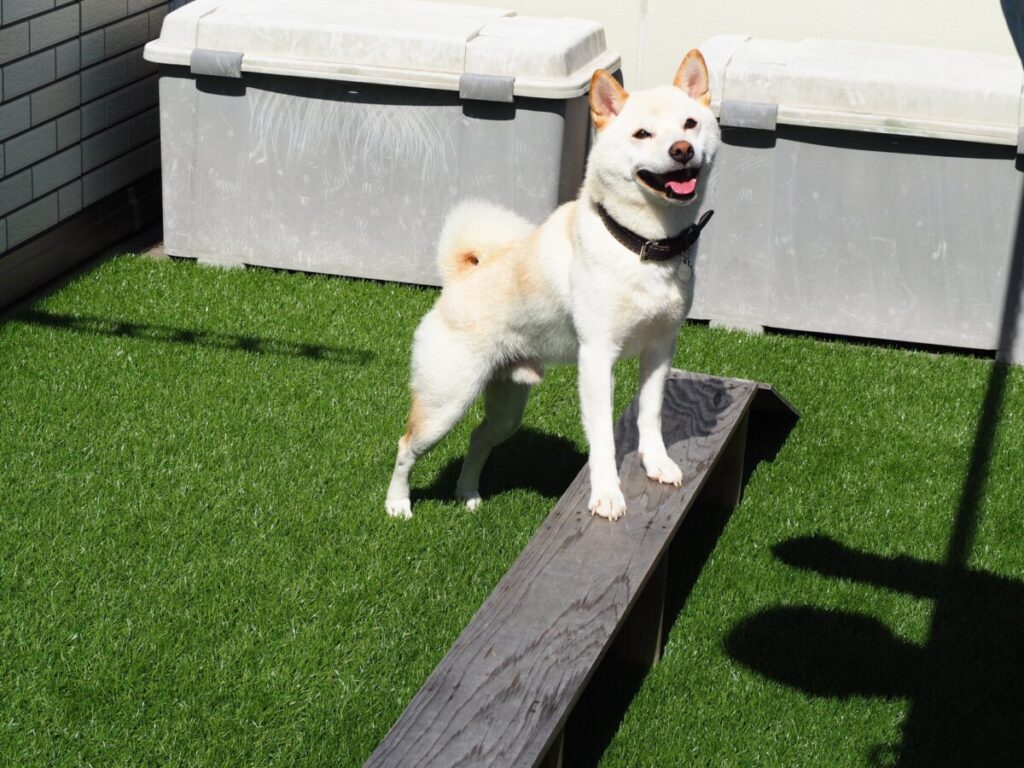 人工芝の臭いの原因