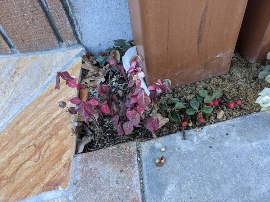 おしゃれな門柱周り