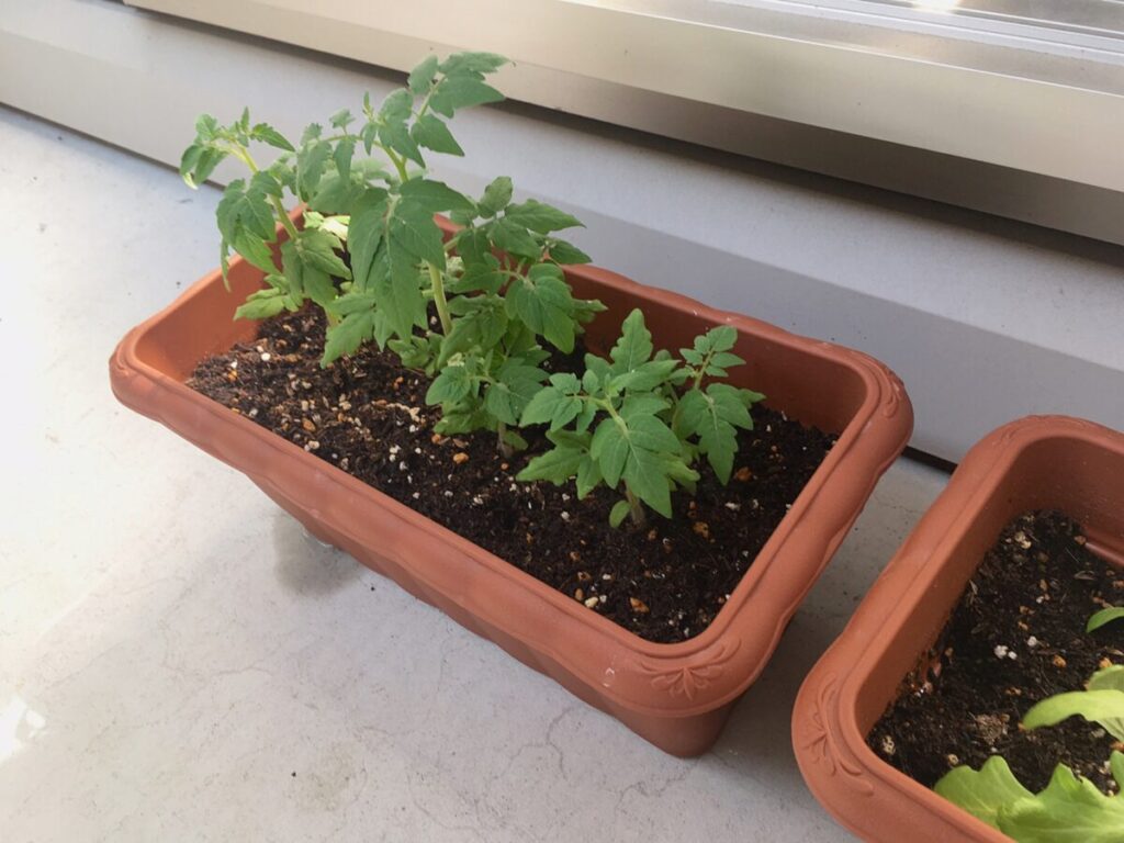 プランターの野菜