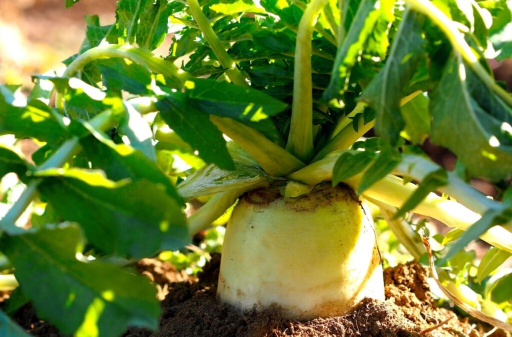 秋の家庭菜園の大根