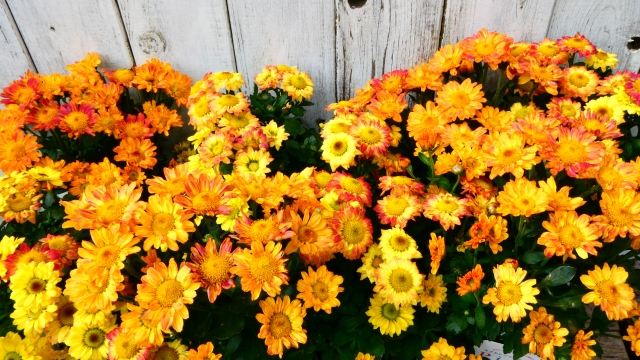 1種類の花をたくさん植えると花畑のようなボリュームに