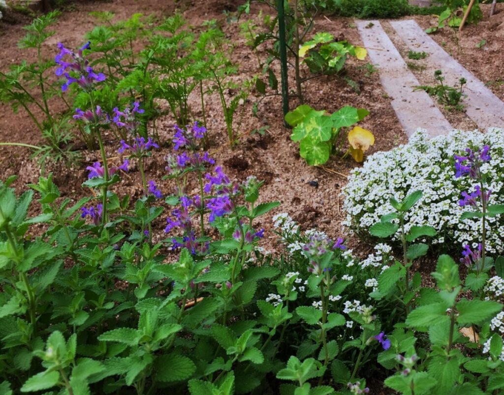 ポタジェガーデンの魅力