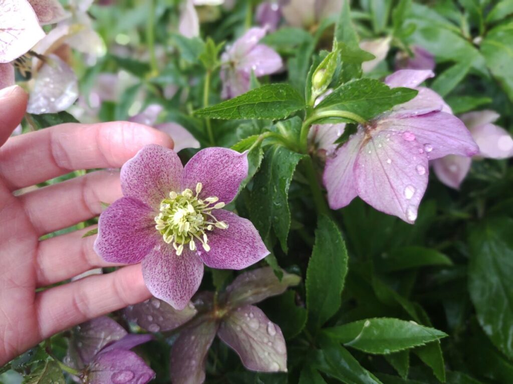 クリスマスローズ