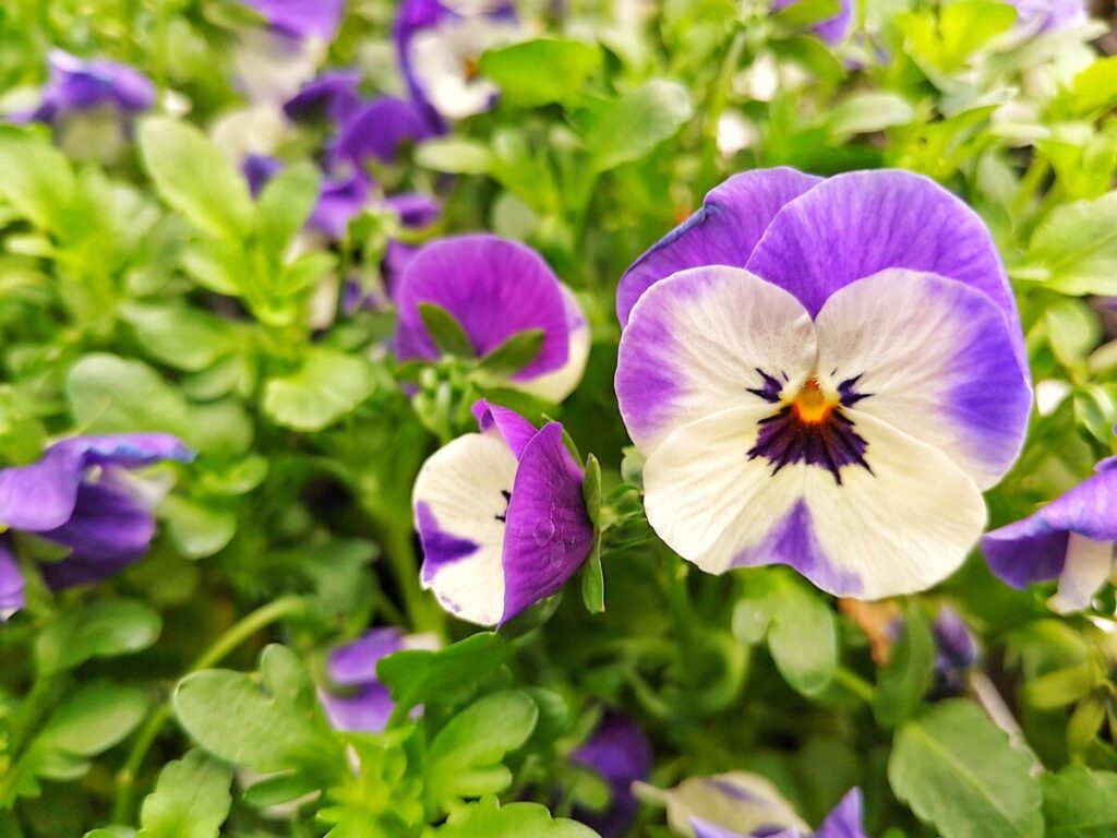 地植えのガーデニング