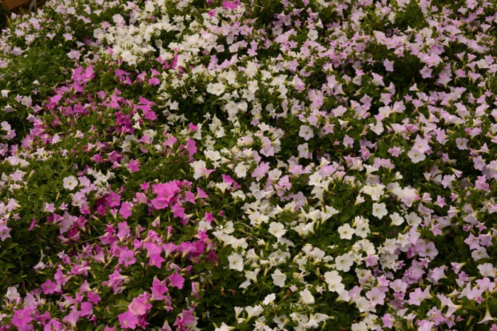 地植えのガーデニングの植え方