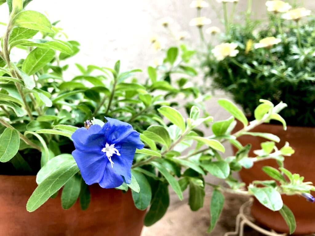 プランターの花