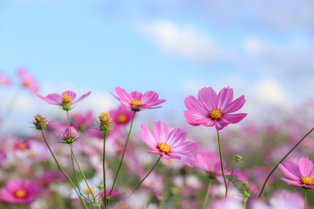 コスモス